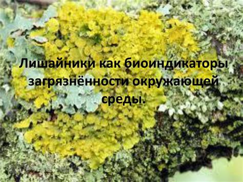 лишайники как биоиндикаторы состояния окружающей средына примере г.южно-сахалинск